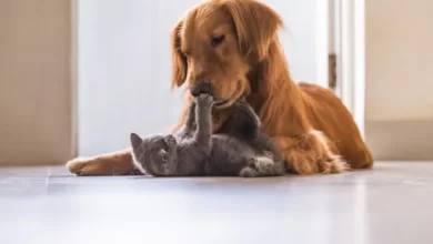 Terapi Kedisi veya Köpeği Sahibi Olmanın Faydaları