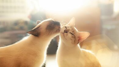 Kedilerde Çiftleşme: Detaylı ve Sade Bir Rehber